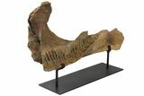 Triceratops Mandible (Lower Jaw) on Stand - North Dakota #131346-1